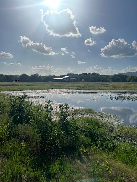 pond with land 